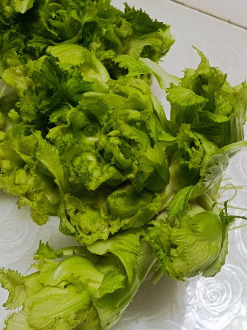 本地精品儿菜个大不空心不冒苔不红头
