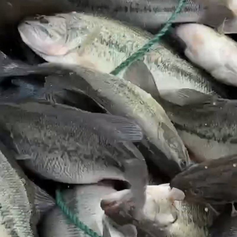 【牛商商家】鲈鱼大量出售中，可供钓场，欢迎咨询