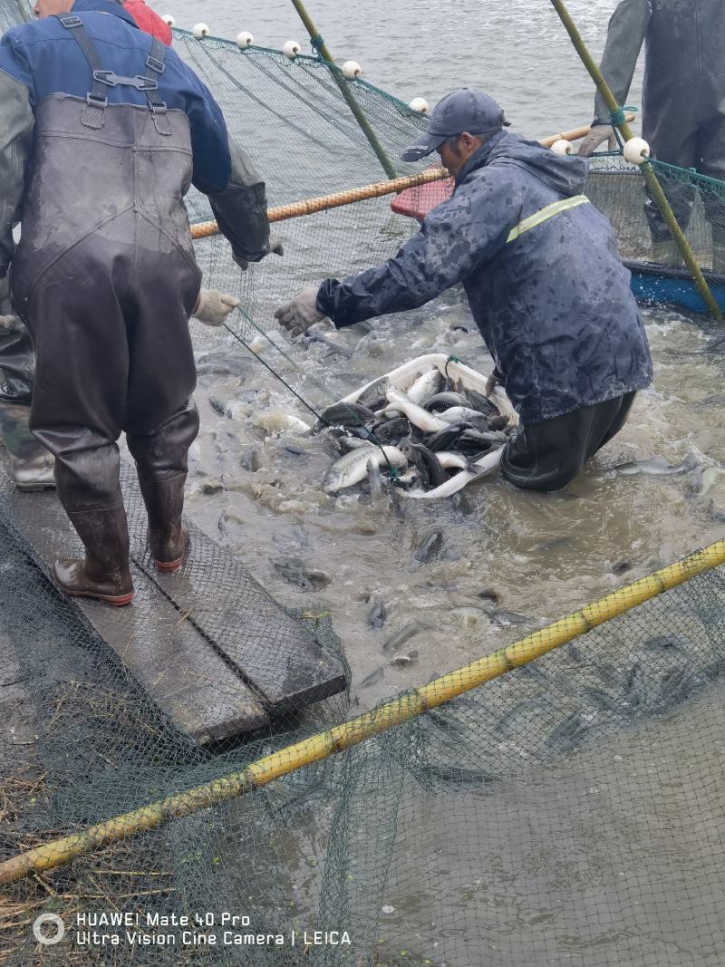 【牛商商家】鲈鱼大量出售中，可供钓场，欢迎咨询