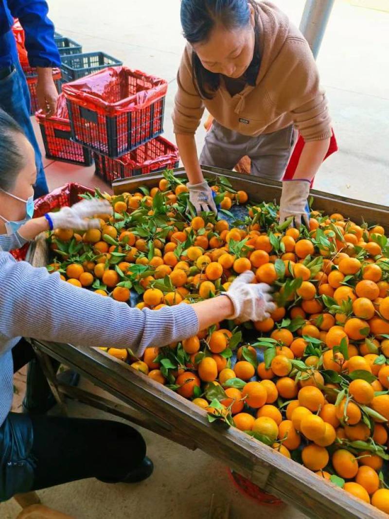 湖北宜昌砂糖橘大量现货，口感纯甜，入口化渣