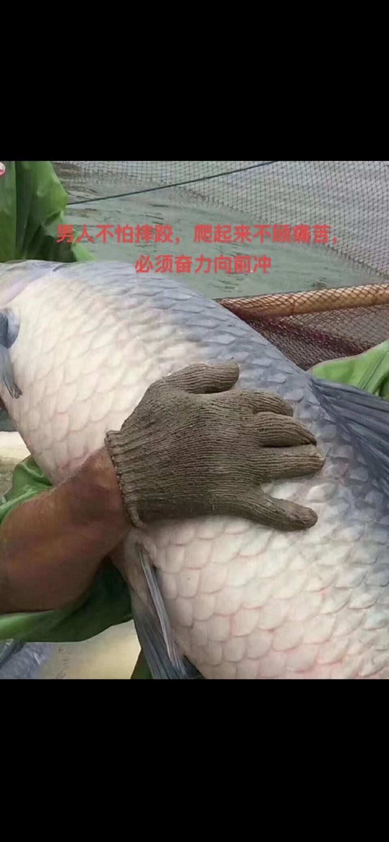 【牛商商家】40+大乌青大量出售中，可供钓场，欢迎咨询