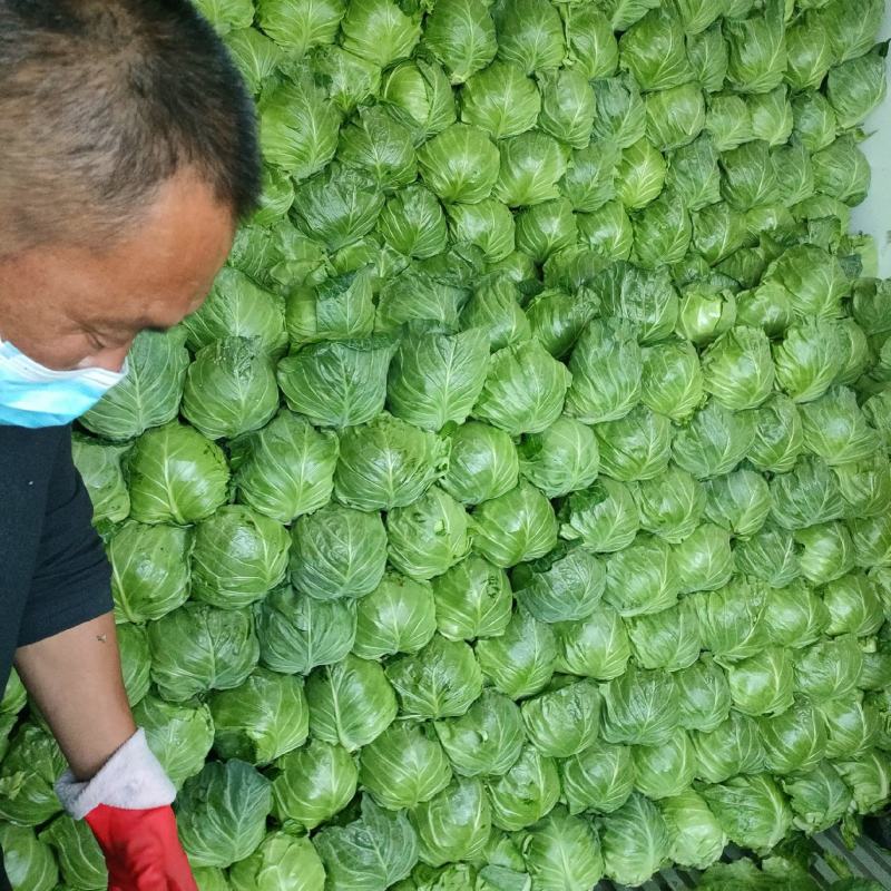 万亩橄榄已上市口感很好价格便宜个头不大不小，耐运输颜色