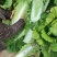 新三大白菜大量上市，净菜4一5斤，无虫眼