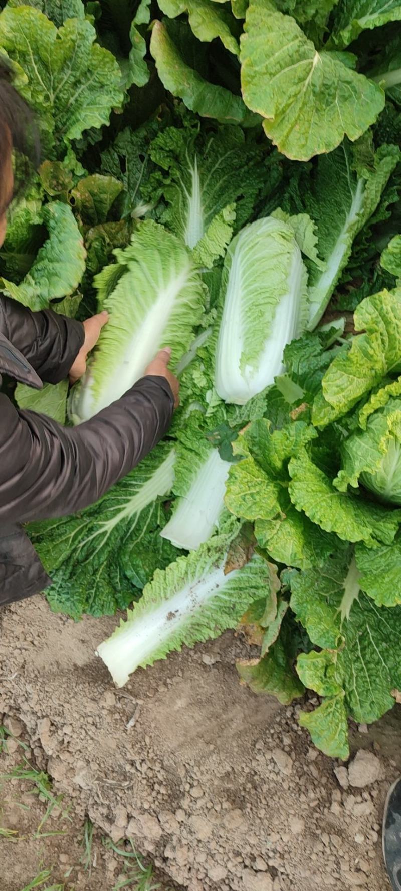 新三大白菜大量上市，净菜4一5斤，无虫眼