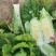 新三大白菜大量上市，净菜4一5斤，无虫眼