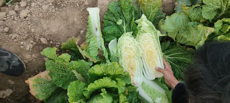 新三大白菜大量上市，净菜4一5斤，无虫眼