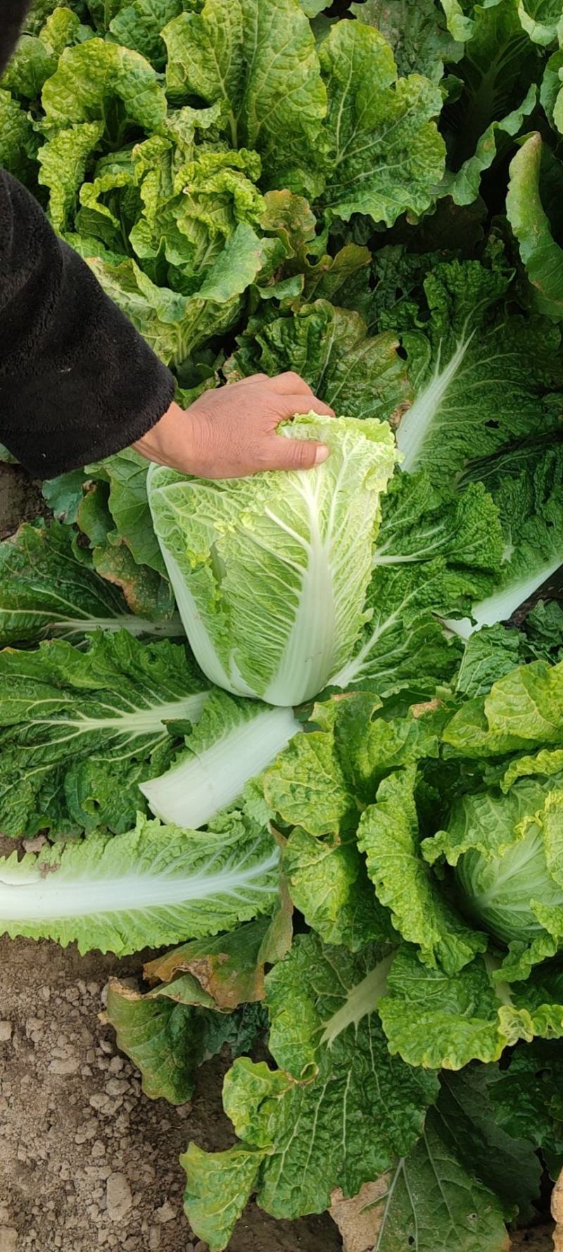 新三大白菜大量上市，净菜4一5斤，无虫眼