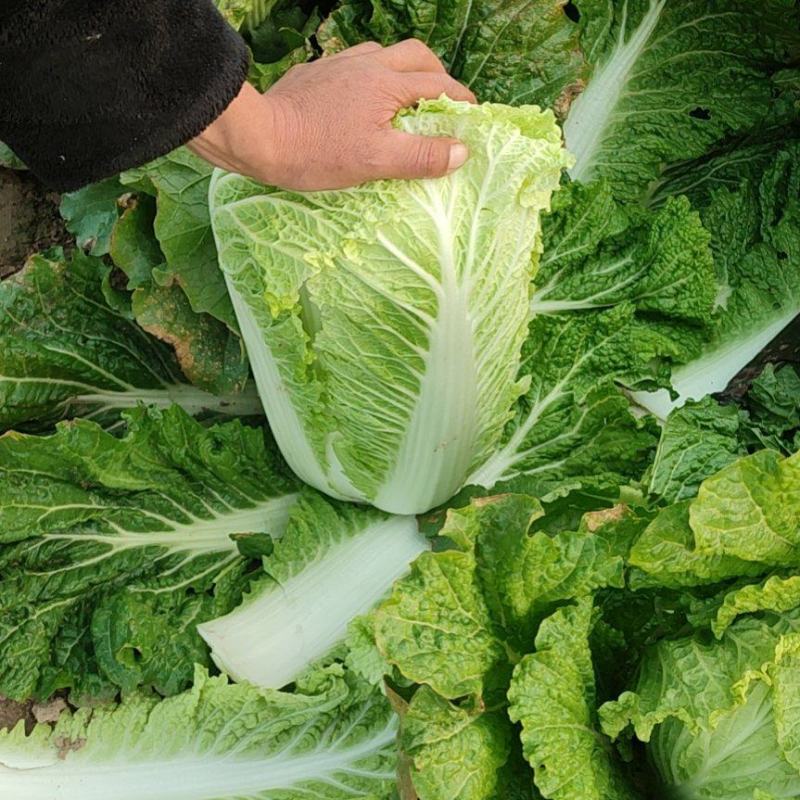 新三大白菜大量上市，净菜4一5斤，无虫眼