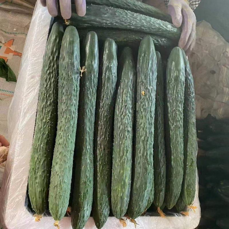 青瓜大量上市，电商。市货源充足，质量保证，可以配车