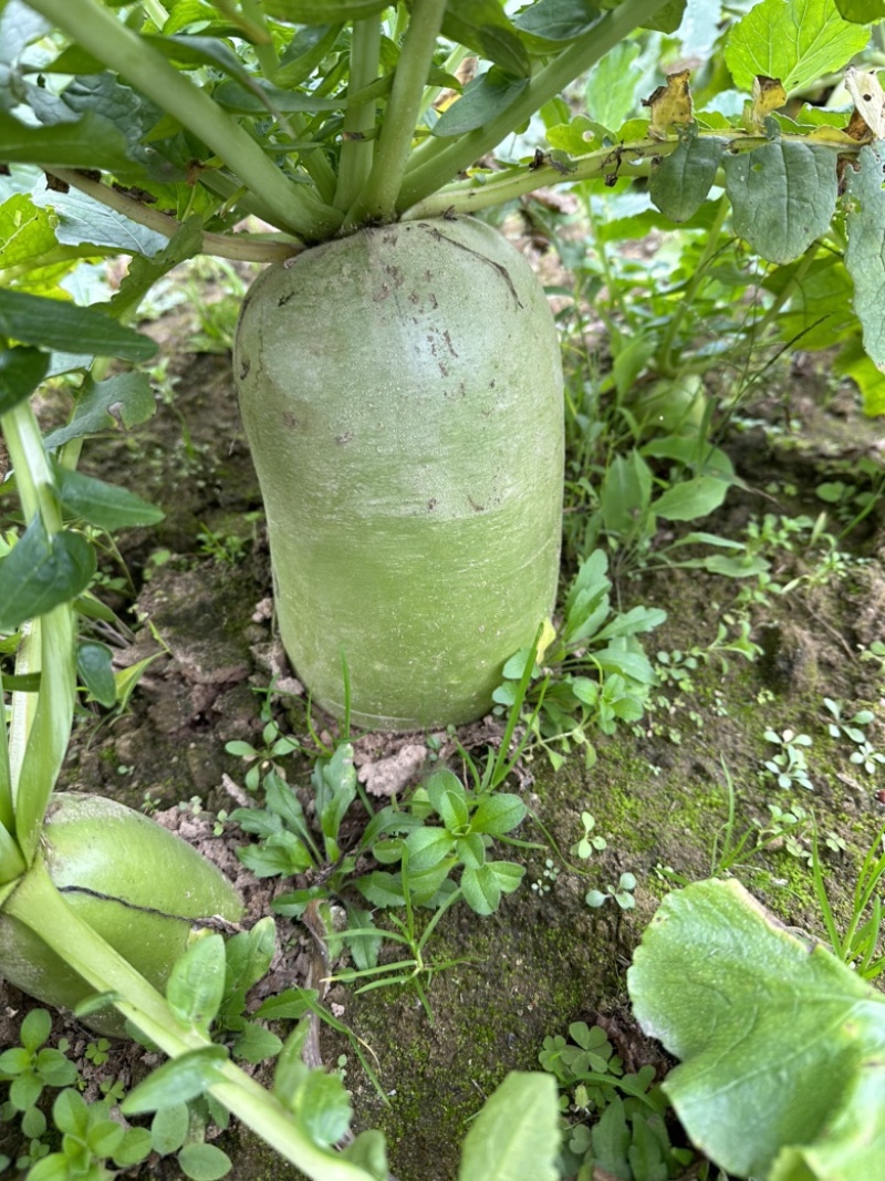 沙喔萝卜