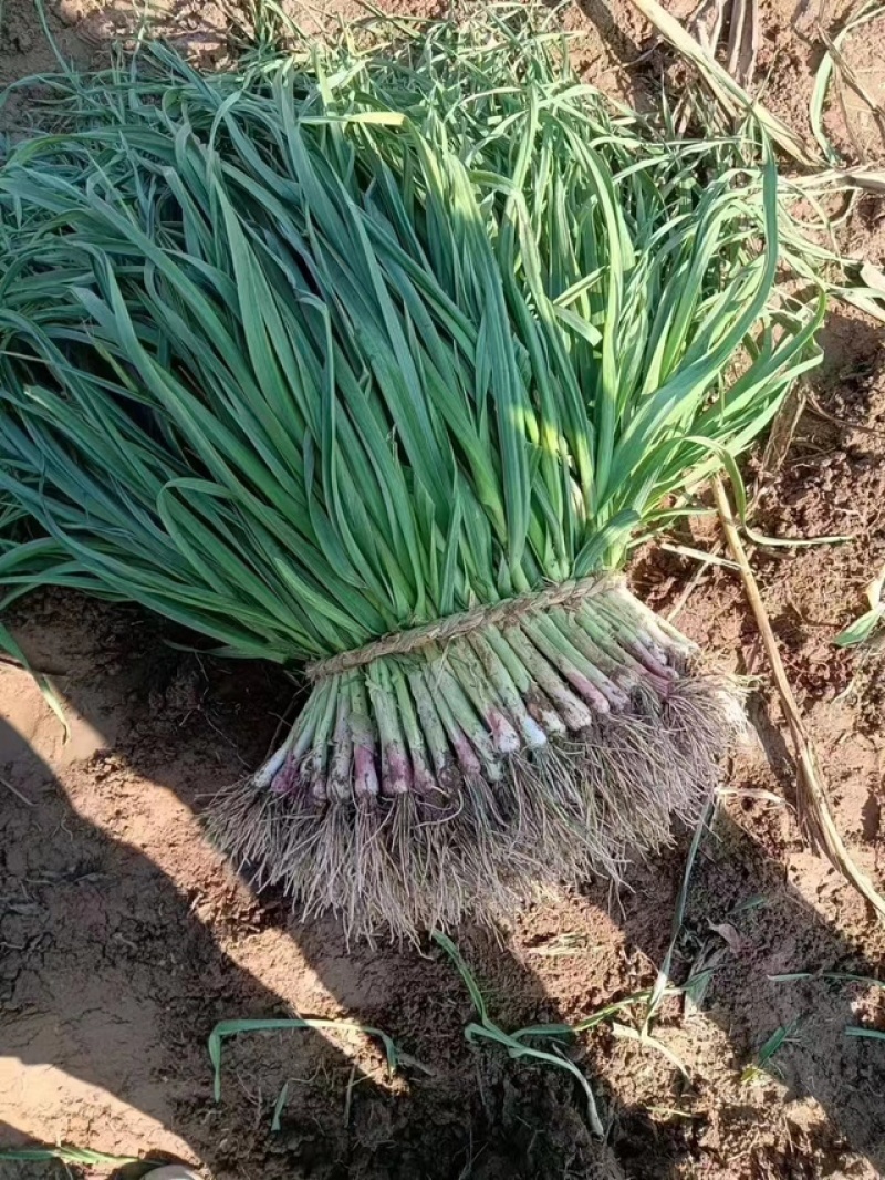 【按需发货】江苏红根蒜苗百亩基地大量上市基地直发