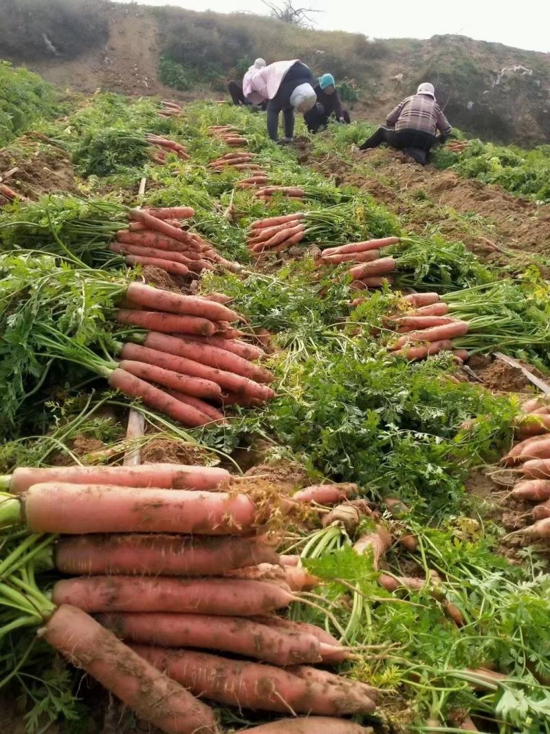 陕西省大荔县渭南沙地红萝卜自产自销品质有保证