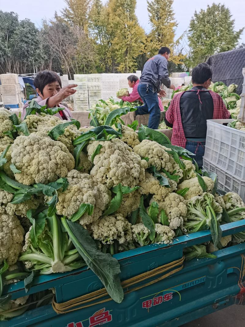 精品有机菜花，产地发货，超市，平台，市场档口，脱水厂