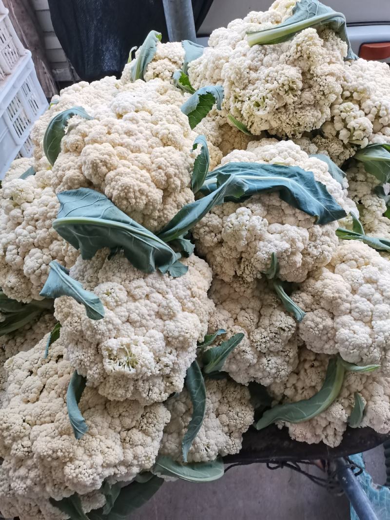 精品有机菜花，产地发货，超市，平台，市场档口，脱水厂