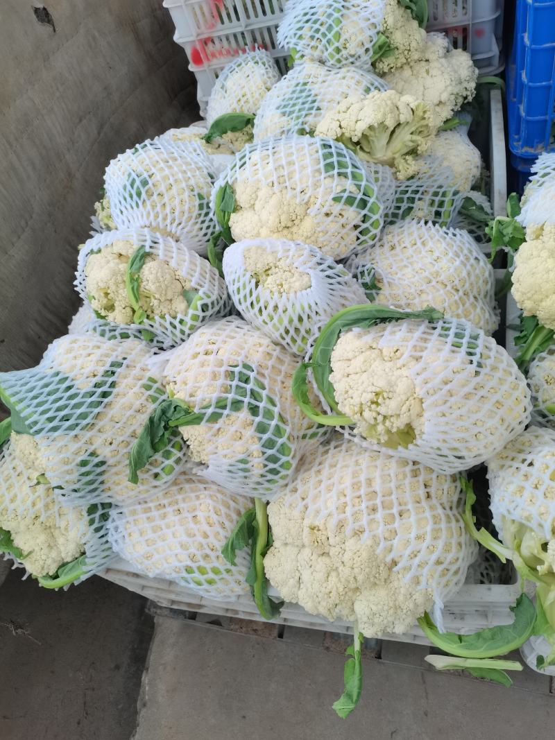 精品有机菜花，产地发货，超市，平台，市场档口，脱水厂