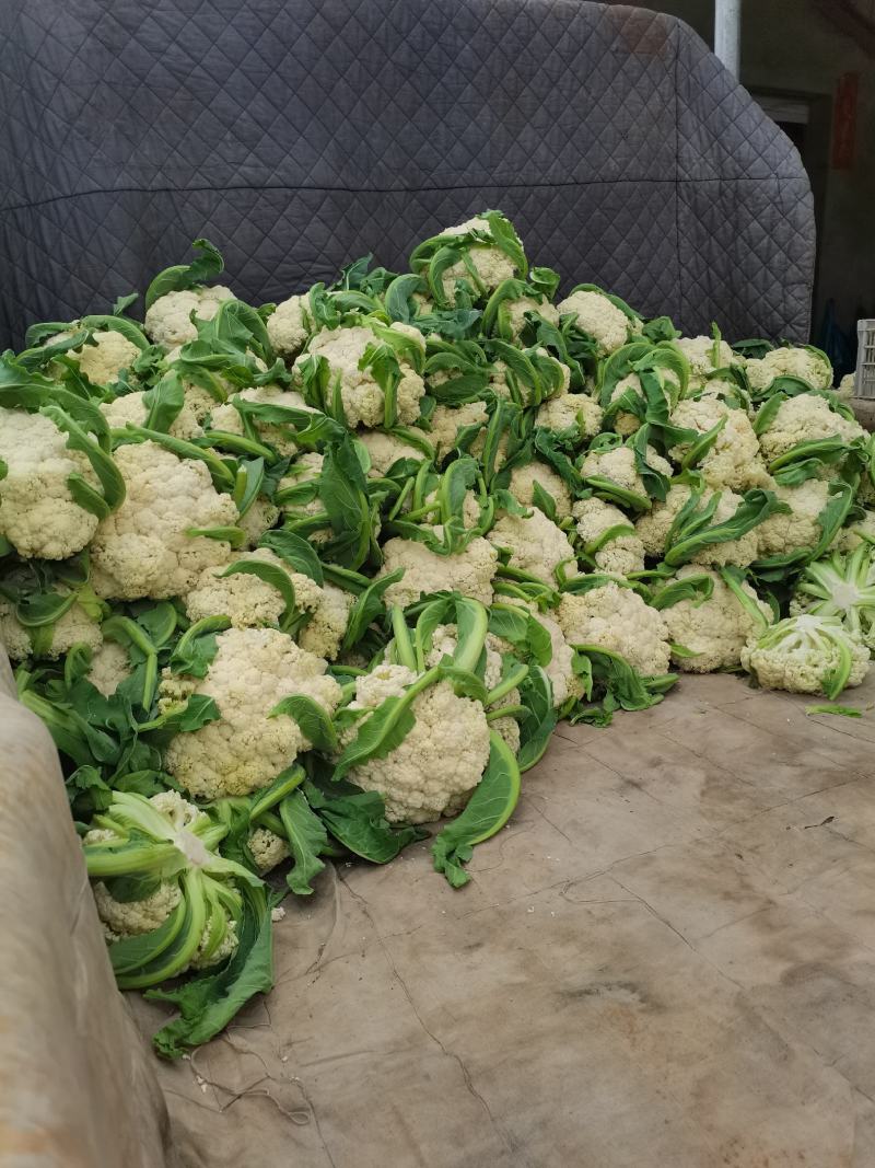 精品有机菜花，产地发货，超市，平台，市场档口，脱水厂