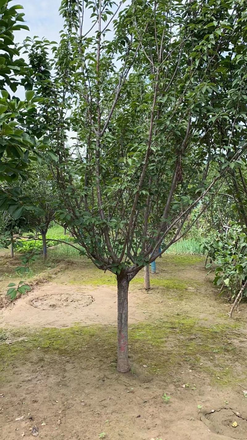 定州苗圃-樱花樱花树3---20公分