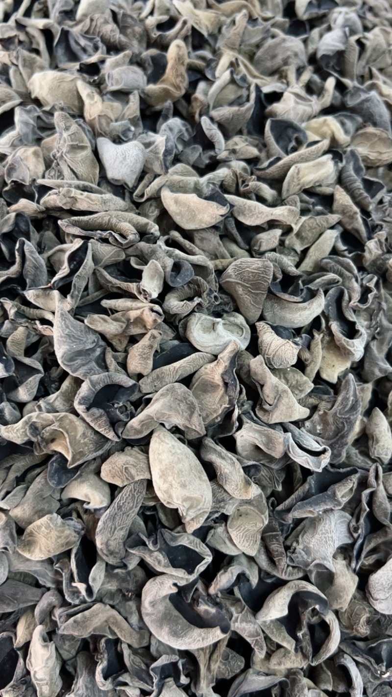 1.2黑碗秋耳