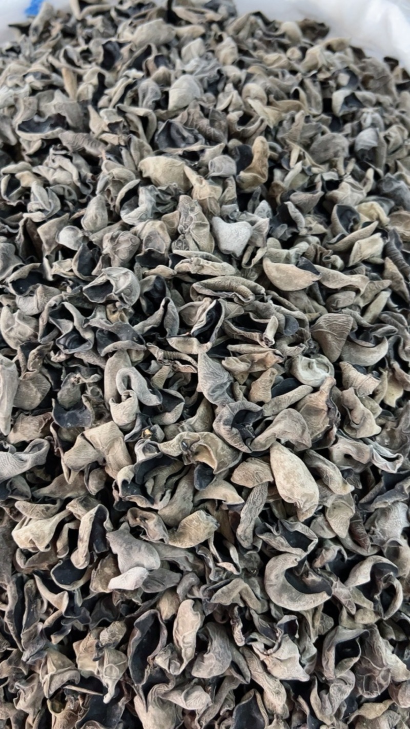 1.2黑碗秋耳