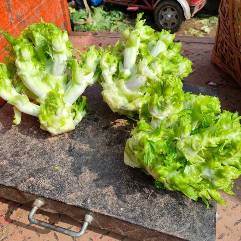 长期提供毛儿菜净儿菜价格便宜质量好，欢迎各位儿菜货源充足