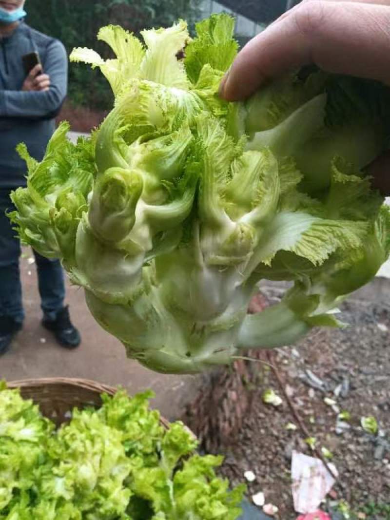 长期提供毛儿菜净儿菜价格便宜质量好，欢迎各位儿菜货源充足
