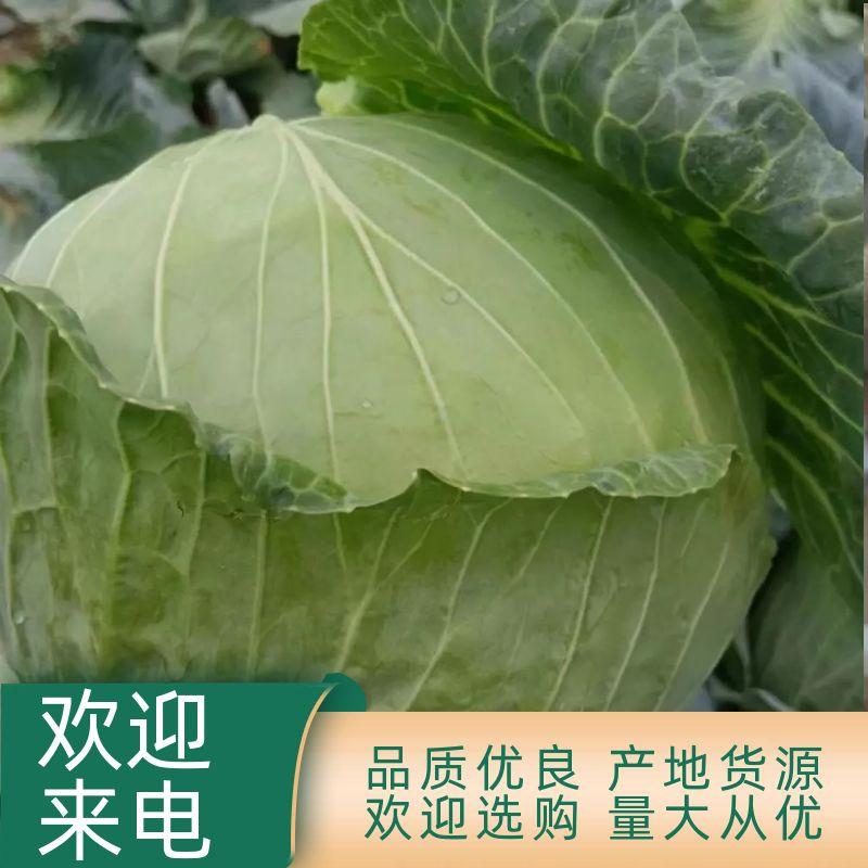 精品圆包菜大头菜奥奇娜甘蓝现摘现发保质保量诚信商家