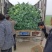 西兰花