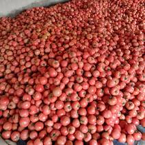 硬粉西红柿山东西红柿产地常年供应欢迎