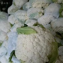 云南红河弥勒市精品有机菜花松花菜货源充足