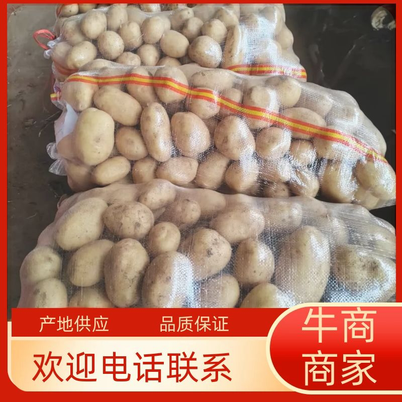 山东青岛荷兰十五土豆现挖现发保质保量实力代办