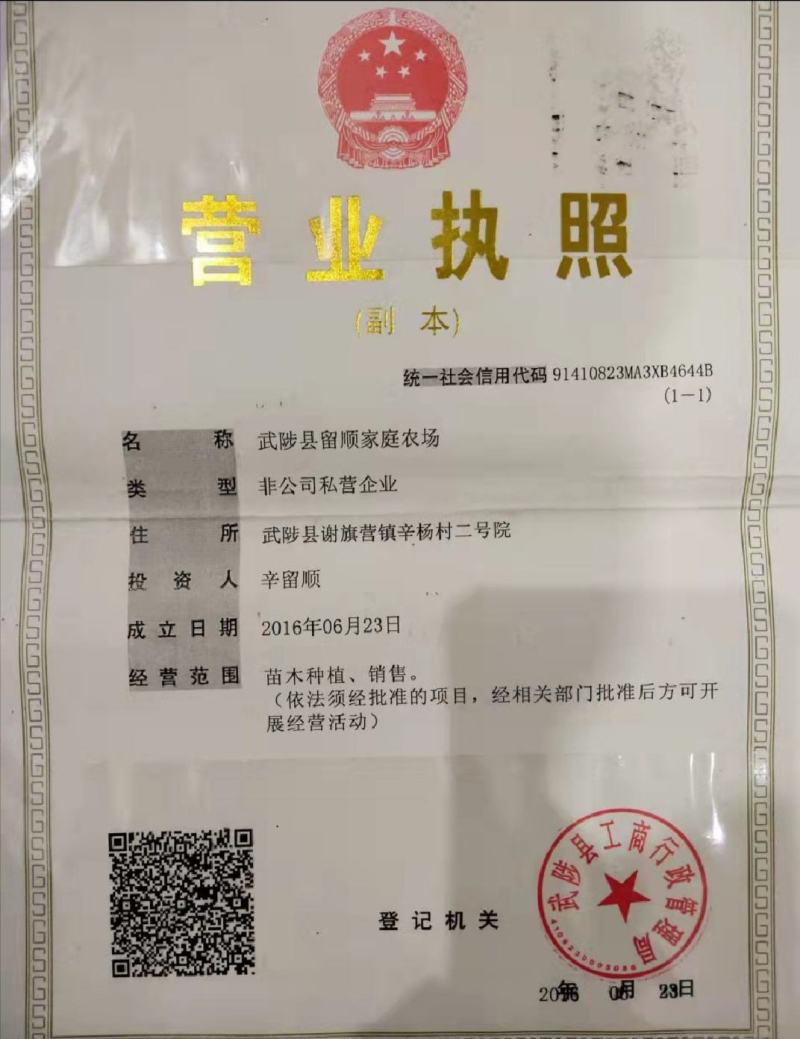 杜仲树苗，国树《植物黄金树》，被李时珍誉为药树，全树皆可