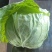 【推荐】江苏精品甘蓝圆包菜新鲜发货货源充足欢迎咨询