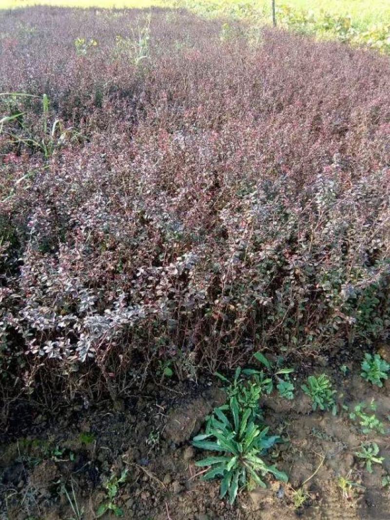 红叶小檗苗