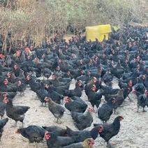 黑母鸡均重3.78价格便宜，鸡群健康