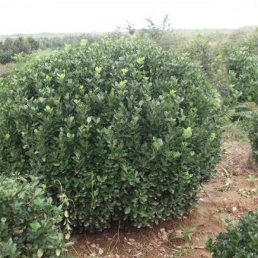 大叶黄杨球苗