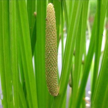 菖蒲苗