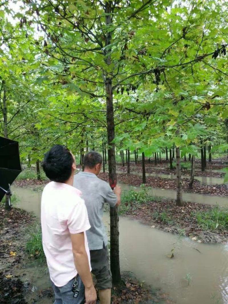 枫香苗