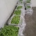 荷兰豆团队多