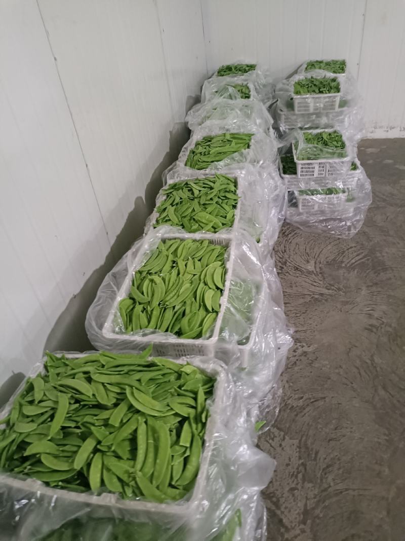 荷兰豆团队多