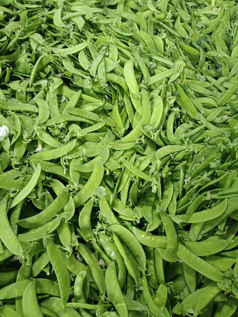 荷兰豆团队多