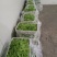 荷兰豆团队多