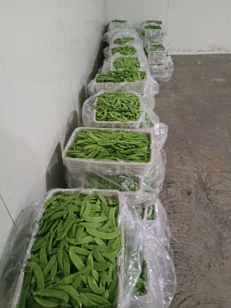 荷兰豆团队多