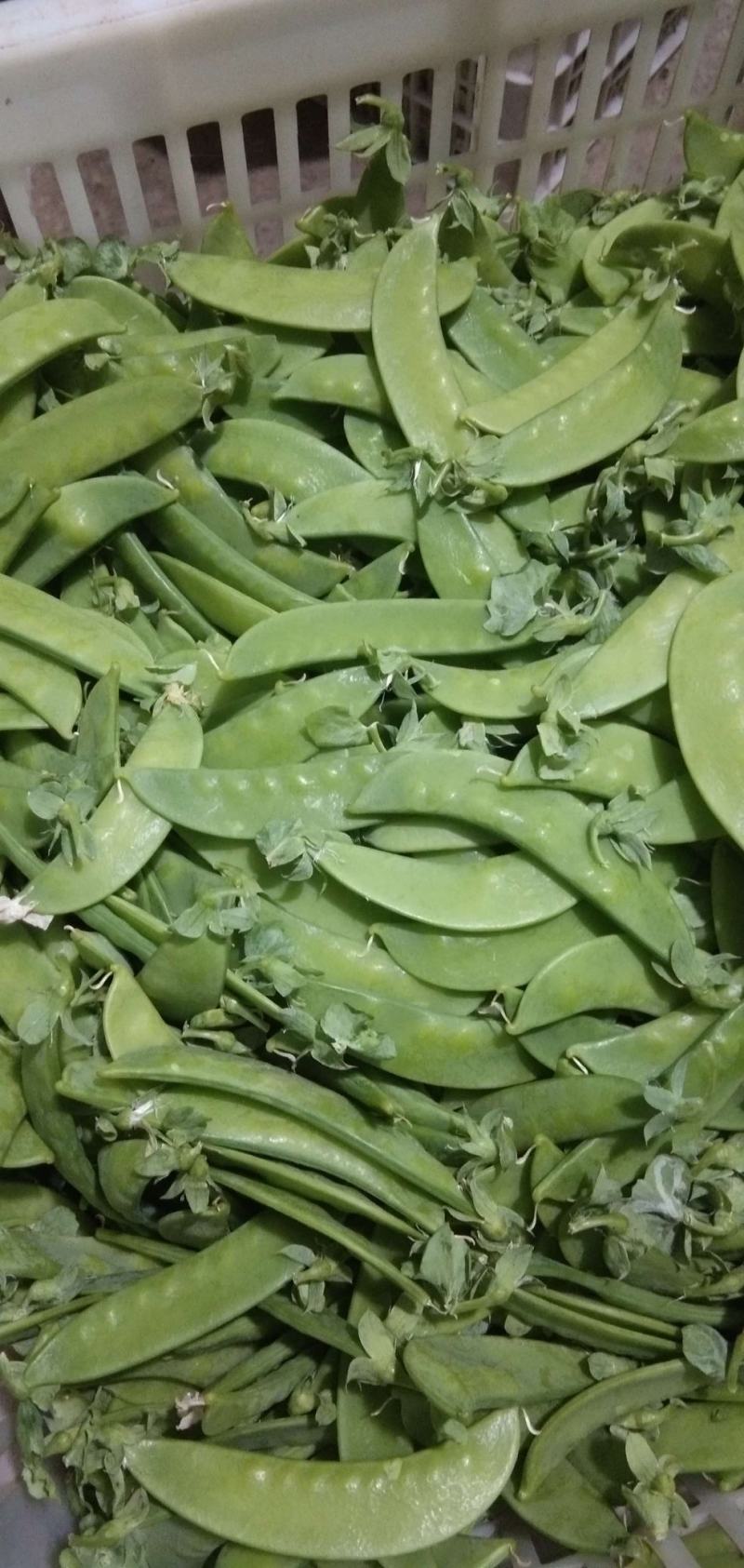 荷兰豆团队多