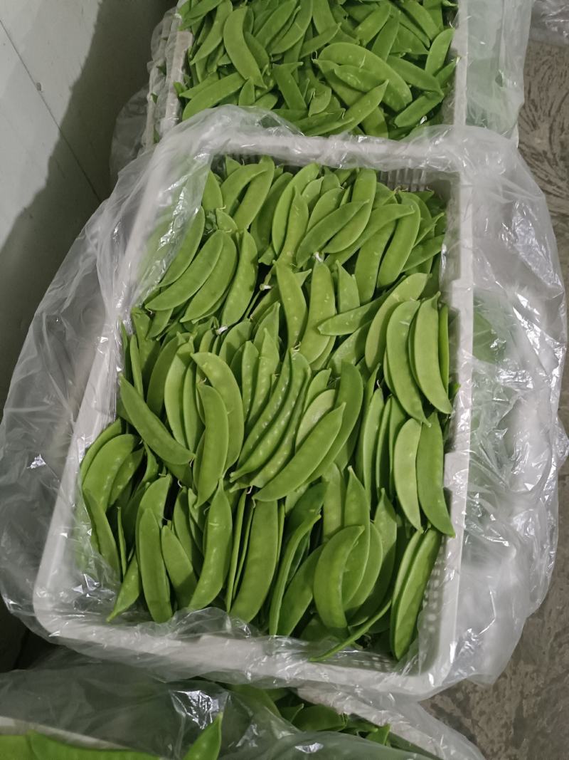 荷兰豆团队多