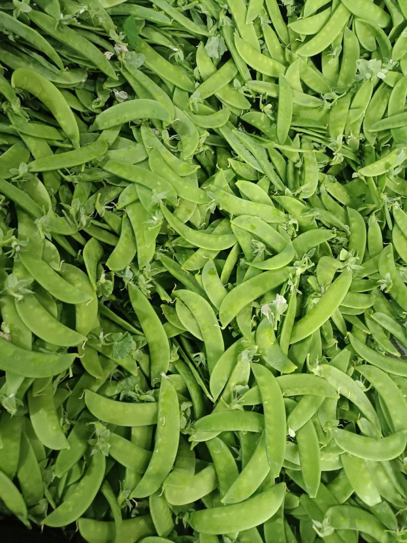 荷兰豆团队多
