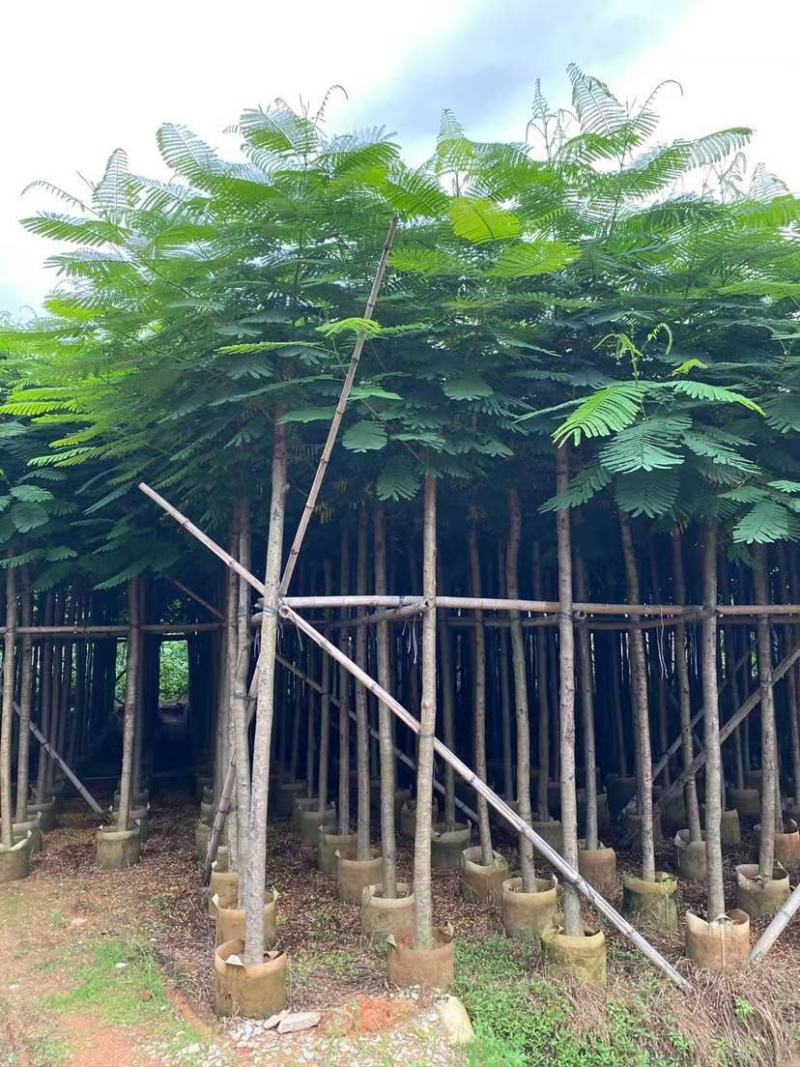 凤凰木苗