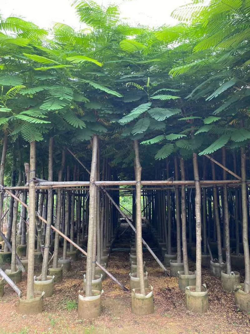 凤凰木苗