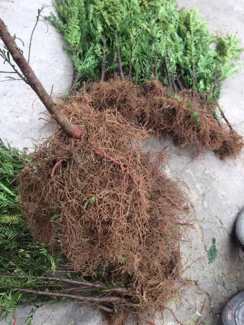 红豆杉苗