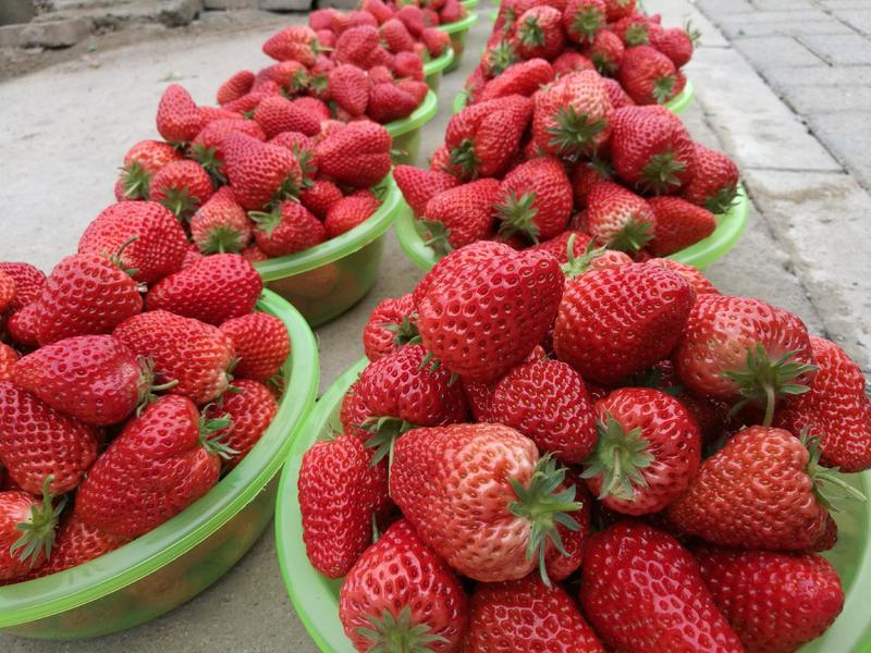 昌平兴寿红颜草莓自家果园一手货源