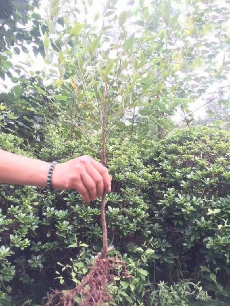 红天竹苗